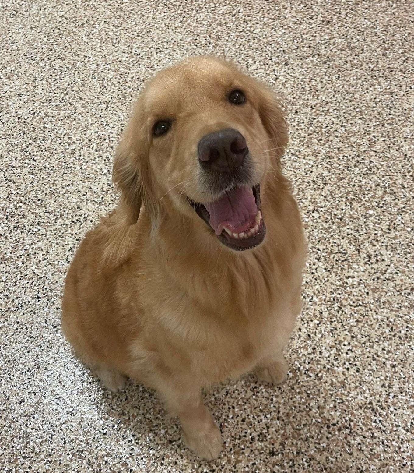 Eagleridge's Tastes Like Cherry Cola | Eagleridge Goldens