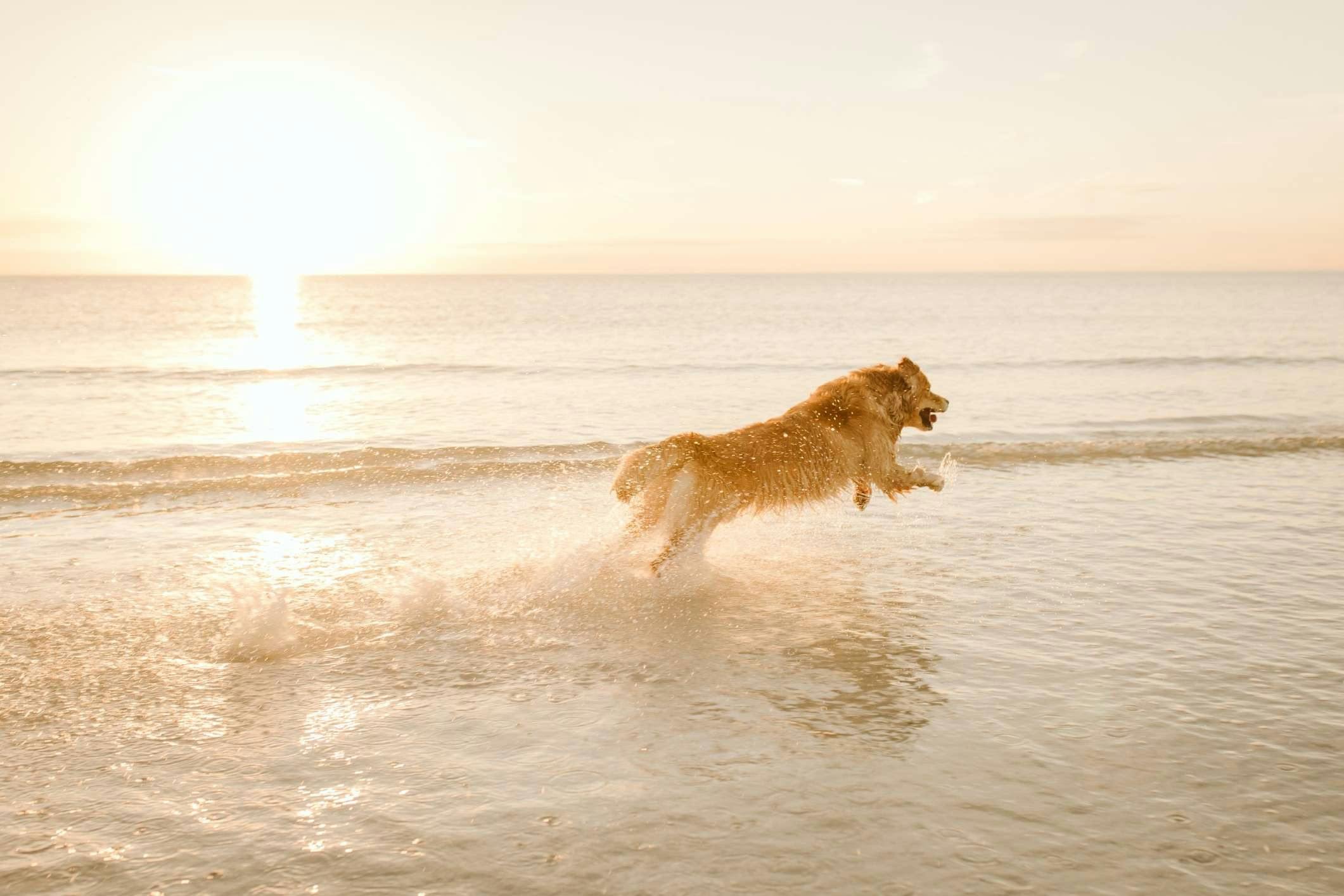 Golden Retriever dog running through the ocean